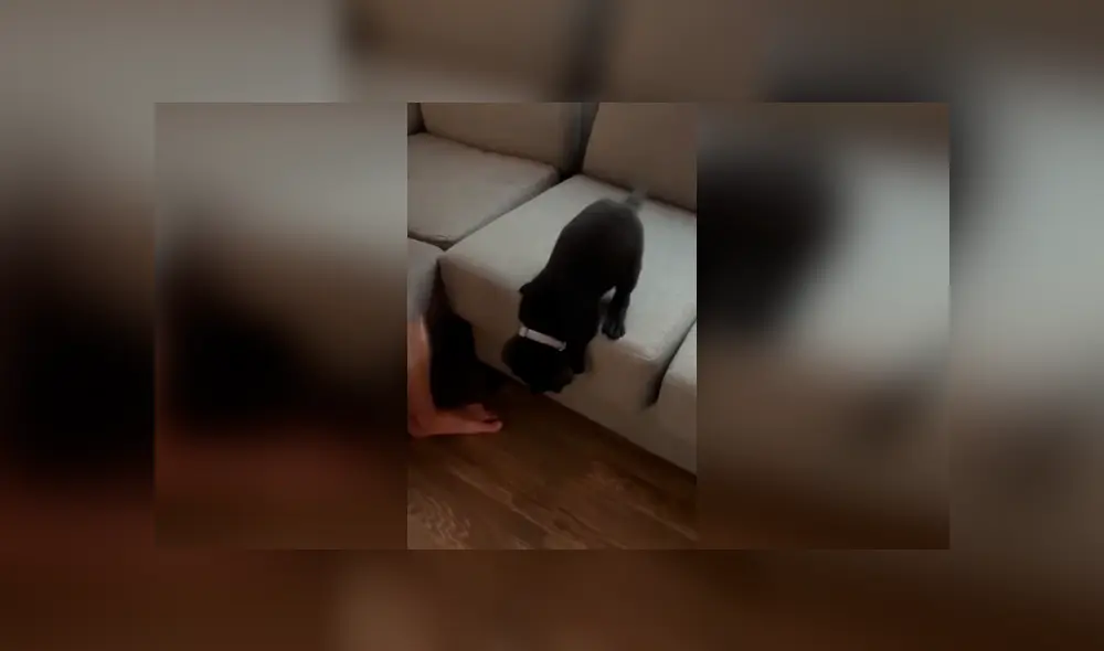 Desliza las imágenes hacia la izquierda para apreciar la noble acción de un joven para ayudar a su perro bebé. Foto: Captura. Desliza las imágenes hacia la izquierda para apreciar la noble acción de un joven para ayudar a su perro bebé. Foto: Captura.