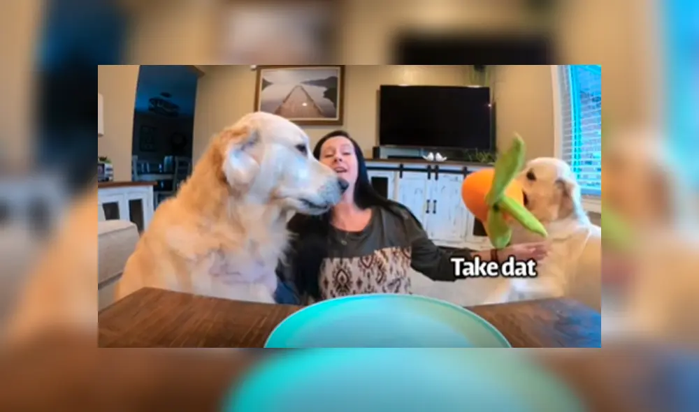 Facebook viral: mujer ‘trolea’ a sus perros con comida ‘invisible’ y estos tiene peculiar reacción al descubrir el engaño