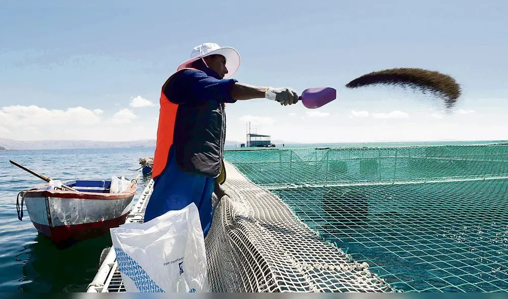 potencial. Puno tiene el privilegio de producir el 80% de las truchas, la mayoría va a la exportación.