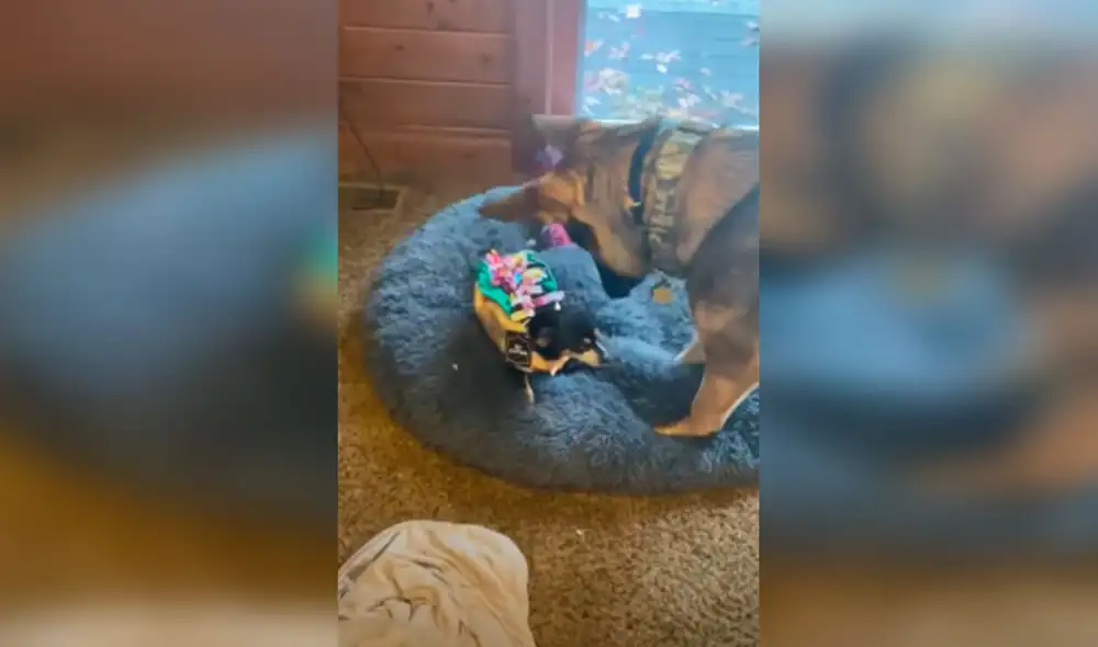 Desliza las imágenes para apreciar el comportamiento de un perro al descubrir que su ‘amigo’ usaba un disfraz de taco. Foto: captura de TikTok Desliza las imágenes para apreciar el comportamiento de un perro al descubrir que su ‘amigo’ usaba un disfraz de taco. Foto: captura de TikTok