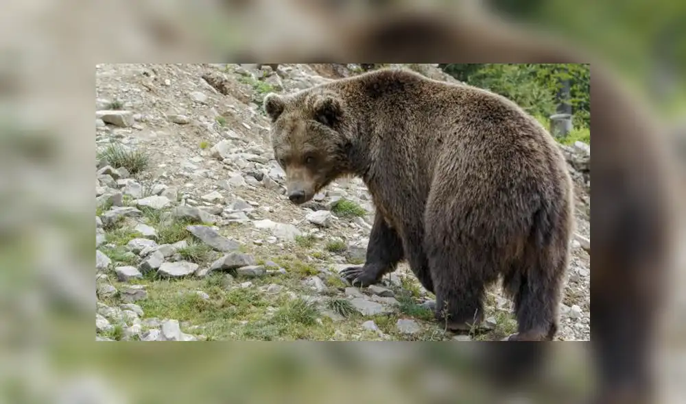 El oso que atacó a la mujer ha huido y la vigilancia local continúa. Foto: referencial.