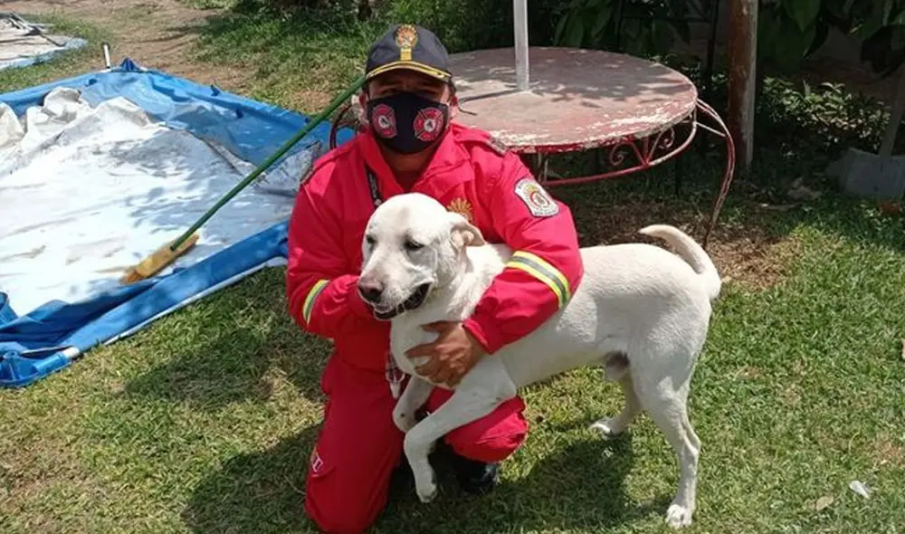 Zeus tenía desaparecido casi un mes desde que se lo robaron. Créditos: FB Compañía de Bomberos 8 de La Victoria