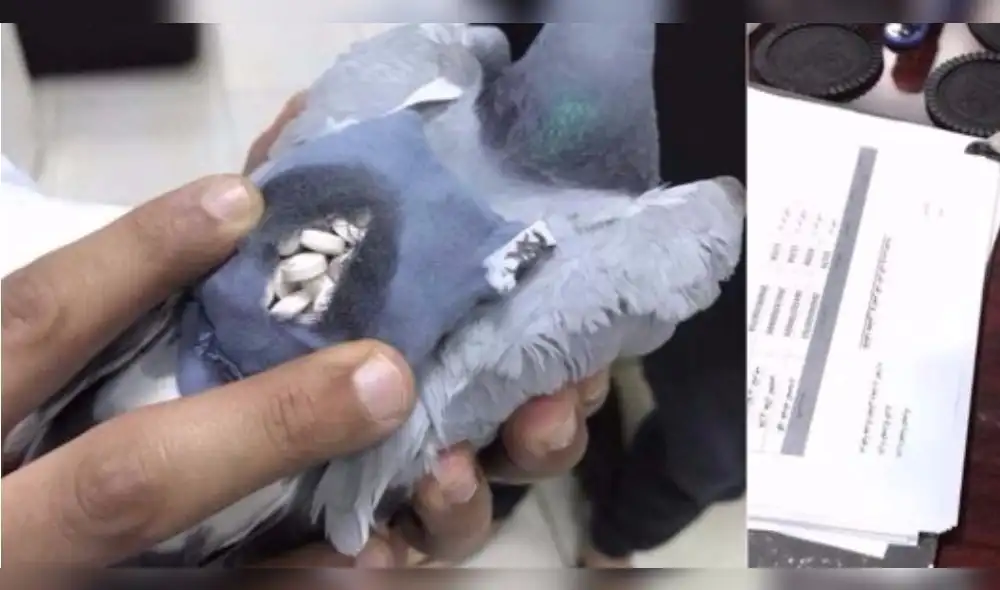 Kuwait: capturan a paloma 'mensajera' que llevaba cargamento de droga