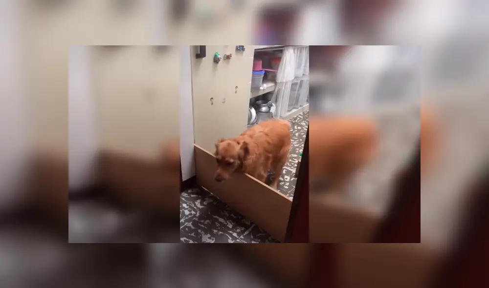 Desliza las imágenes hacia la izquierda para observar la acción de un perro al no cumplir con el juego inventado por su dueño. Desliza las imágenes hacia la izquierda para observar la acción de un perro al no cumplir con el juego inventado por su dueño.