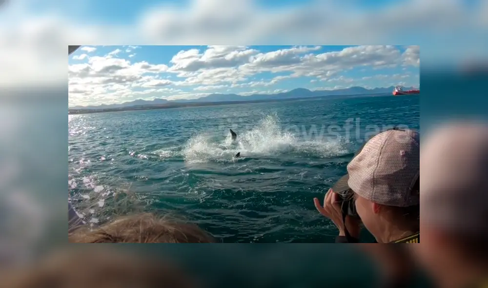 Un grupo de investigadores grabaron el momento en que una foca lucha por su vida tras el ataque de un feroz tiburón. Un grupo de investigadores grabaron el momento en que una foca lucha por su vida tras el ataque de un feroz tiburón.