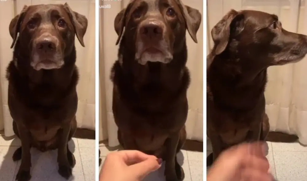 Desliza para ver la secuencia del viral de Facebook. Foto: Captura/TikTok/@pauval8