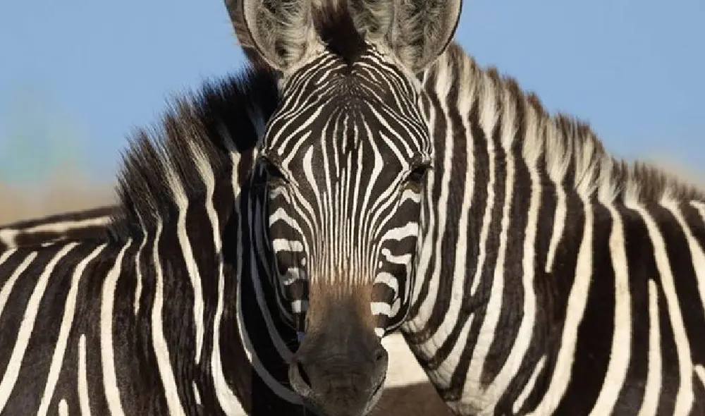 Este reto ha sido calificado como un 'dolor de cabeza' por parte de los usuarios. Foto: @saroshlodhi/Twitter Este reto ha sido calificado como un 'dolor de cabeza' por parte de los usuarios. Foto: @saroshlodhi/Twitter