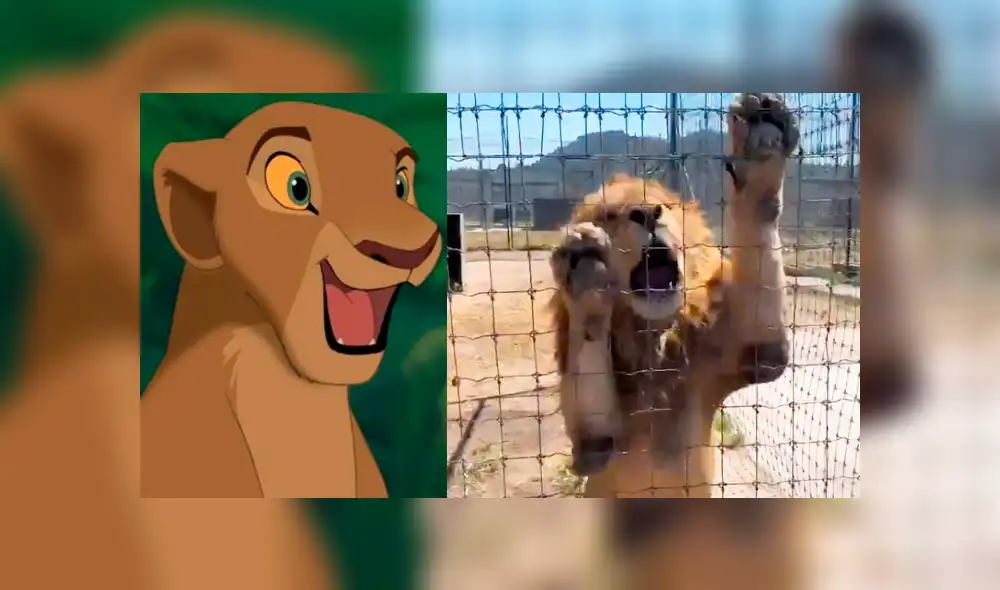 Vía YouTube: león es separado de su pareja en celo y enfurece con su amo [VIDEO]