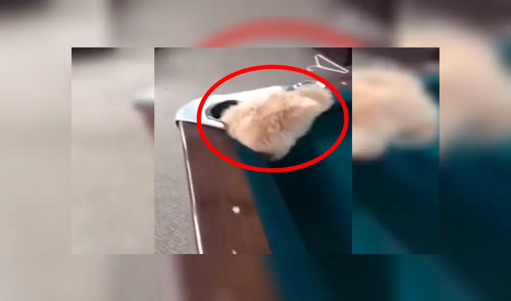 Facebook viral: perro no toleró que su dueño juegue al billar, decide interrumpirlo y sufre accidente [VIDEO]