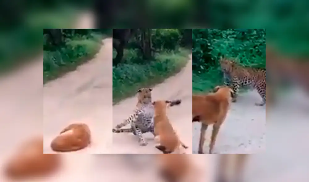 Vía Facebook: perro que fue abandonado por familia es atacado por un feroz otorongo