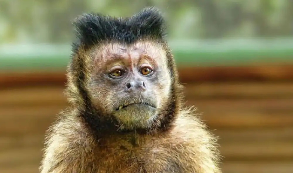 Las autoridades señalan que Kalúa atacó a 250 personas. Foto: Noticias Caracol