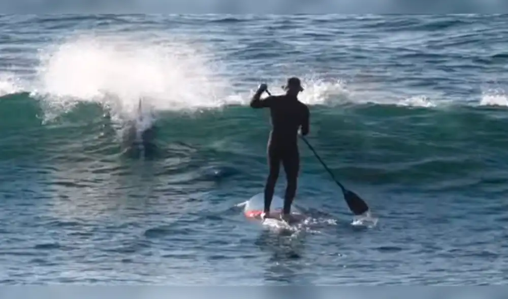 Facebook: delfín causa sensación al sorprender a surfista, provocando burlas en redes sociales [VIDEO]
