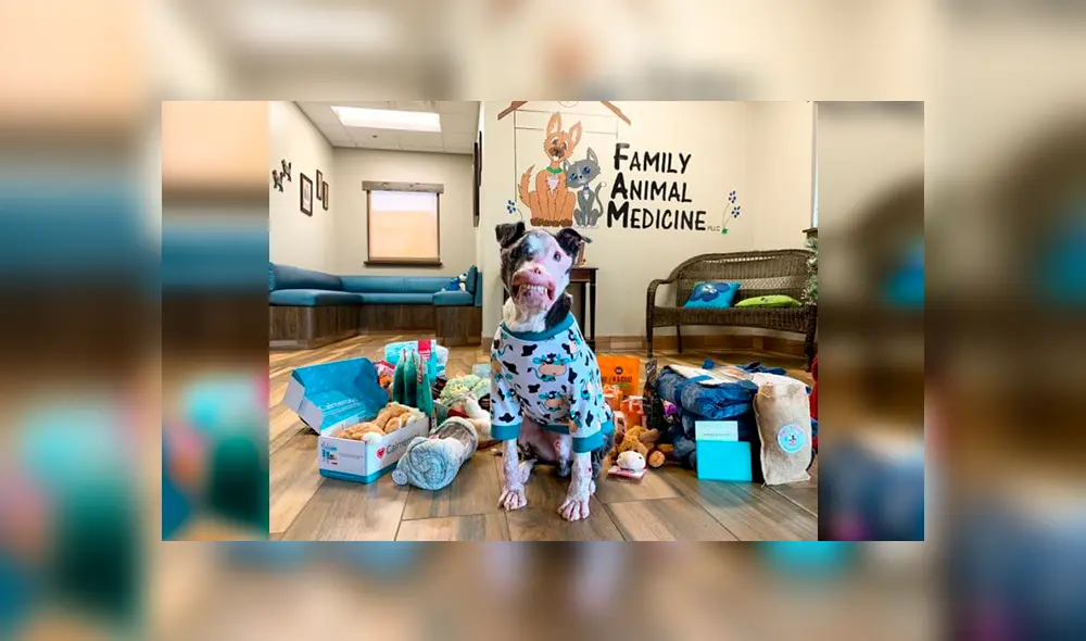 Perro con enfermedad autoinmune demuestra que la belleza interior sí existe [FOTOS]