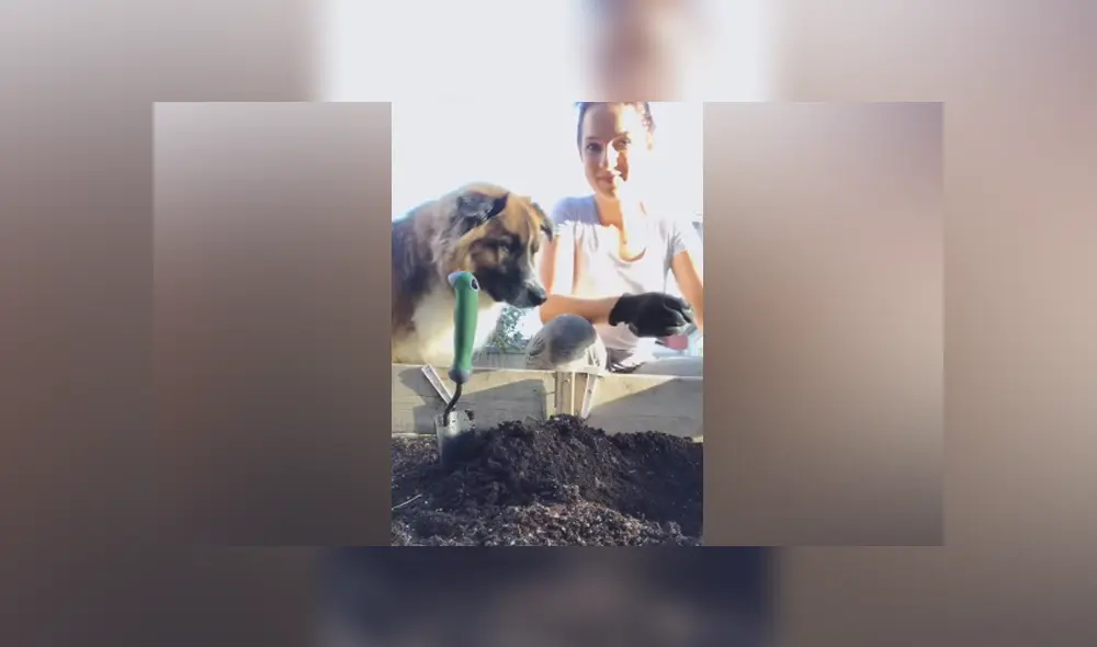 Desliza hacia la izquierda para ver las imágenes del viral de Facebook. Foto: ViralHog.