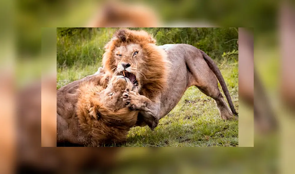 Los depredadores pelearon porque uno de ellos empezó a 'cortejar' a una hembra. Foto: Stephen Underwood Los depredadores pelearon porque uno de ellos empezó a 'cortejar' a una hembra. Foto: Stephen Underwood