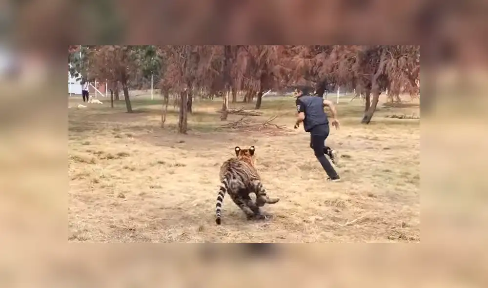 Facebook: hombre ingresa a recinto para ‘jugar’ con tigre y depredador tiene temible reacción [VIDEO]