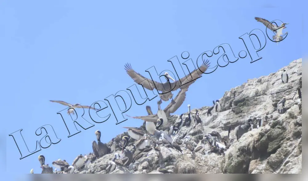 Senasa señaló que en los próximos días se conocerá la población de pelícanos afectadas por influenza aviar H5. Foto: Clinton Medina/ La República