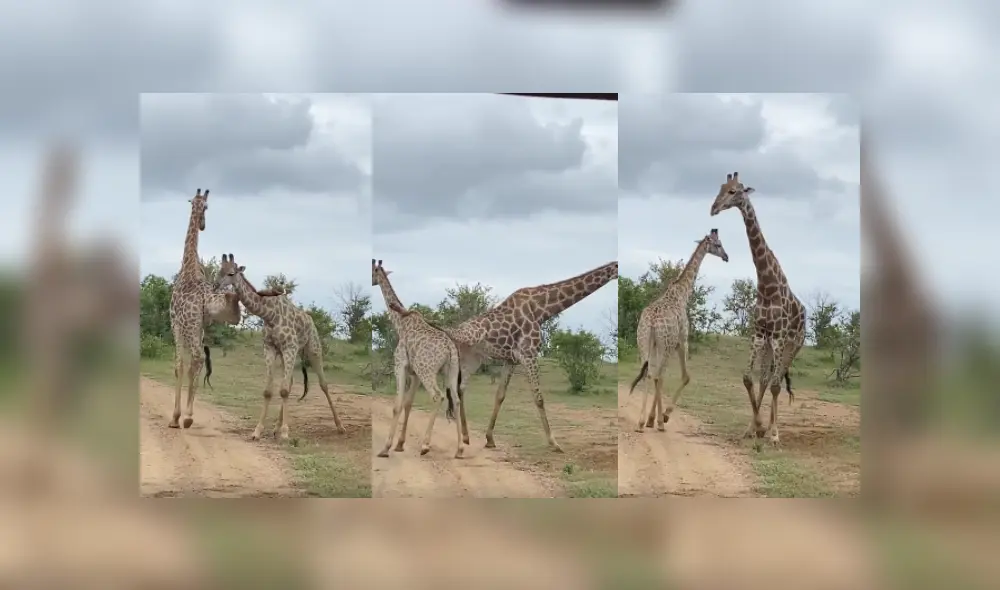 Desliza las imágenes para ver más detalles de este peculiar pelea que se hizo viral en Facebook. Desliza las imágenes para ver más detalles de este peculiar pelea que se hizo viral en Facebook.