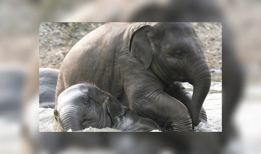 Los elefantes corren un gran riesgo con la polémica medida de los países del sur de África.