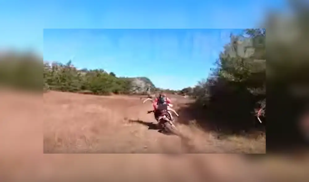 El motociclista no pudo evitar el brutal impacto y junto al animal dieron varias vueltas por el suelo. Foto: captura El motociclista no pudo evitar el brutal impacto y junto al animal dieron varias vueltas por el suelo. Foto: captura