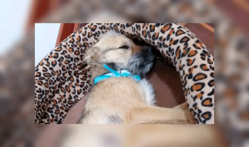 Canadiense adoptó a perro de la calle y se lo llevará al terminar los juegos Lima 2019. Foto: Facebook