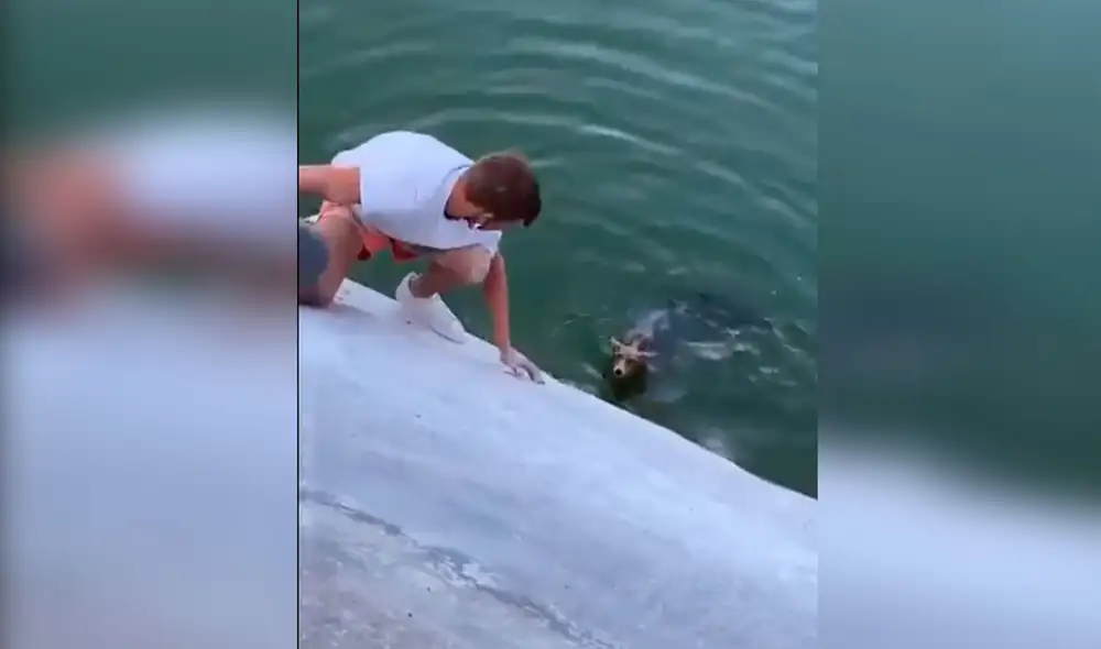 Desliza las imágenes para conocer el conmovedor gesto de un joven para ayudar a un indefenso zorro. Foto: Captura de Facebook