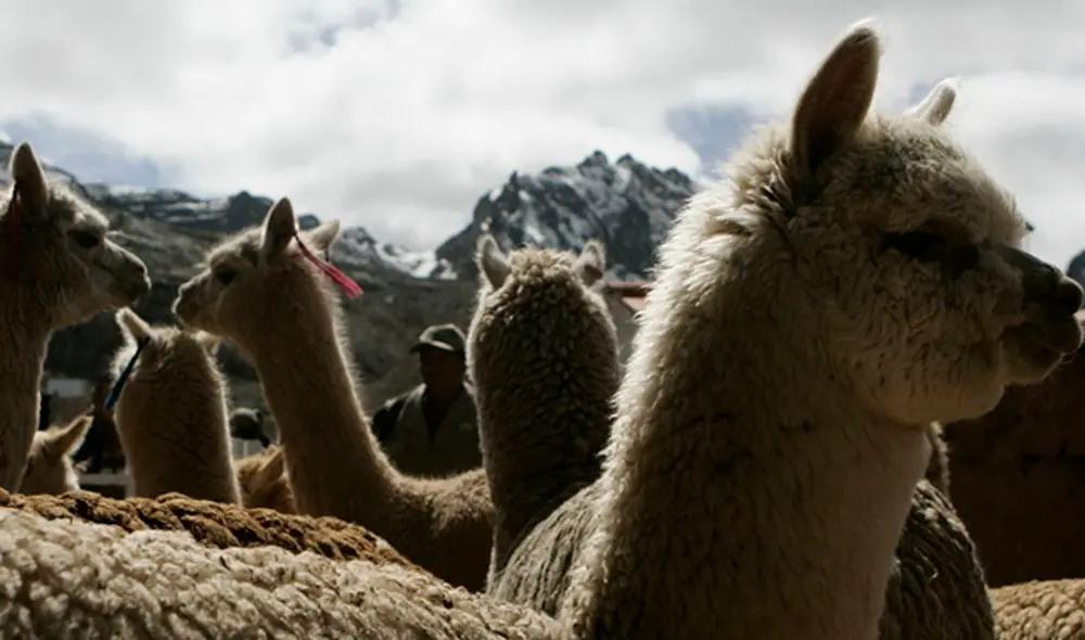 Alpacas en Ticlio. PAOLO AGUILAR / EFE