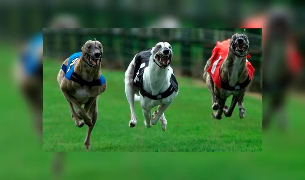 Los galgos fueron encontrados el 14 de julio de 2019 durante un operativo de la Policía de Neuquén. (Foto: Clarín)