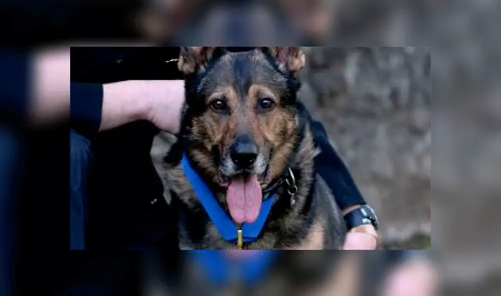 Ley Finn: Maltrato a perros y caballos de servicio policial será sancionado