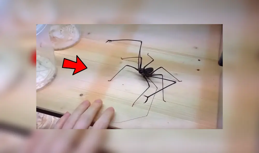 YouTube viral: joven se topa con extraña criatura arácnida, intenta tocarla y esta tiene increíble reacción YouTube viral: joven se topa con extraña criatura arácnida, intenta tocarla y esta tiene increíble reacción