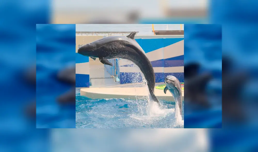 Desliza para ver fotos del Balfín que sorprendió a todos en YouTube. Foto: Captura.