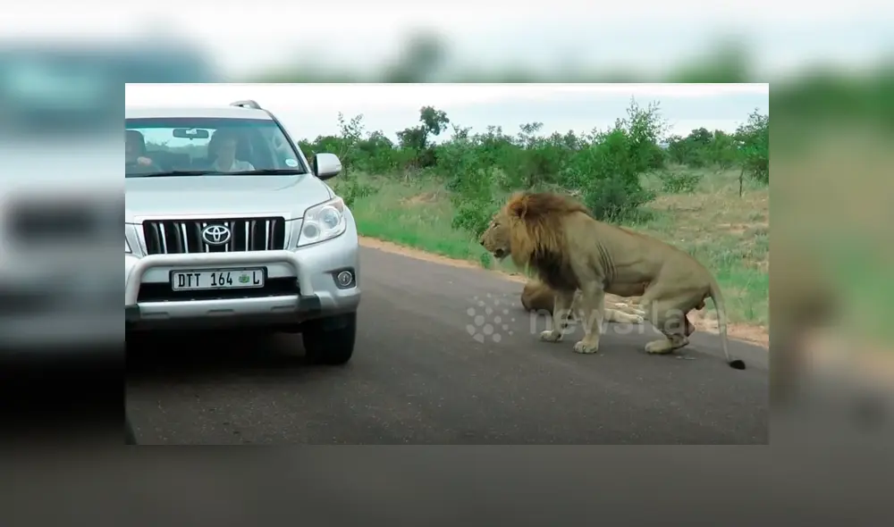 En YouTube se viralizó la reacción de león con turista que hacían safari.