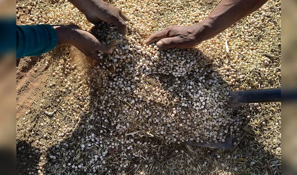 Agroexportaciones: meta al 2021 es superar los US$ 10 mil millones