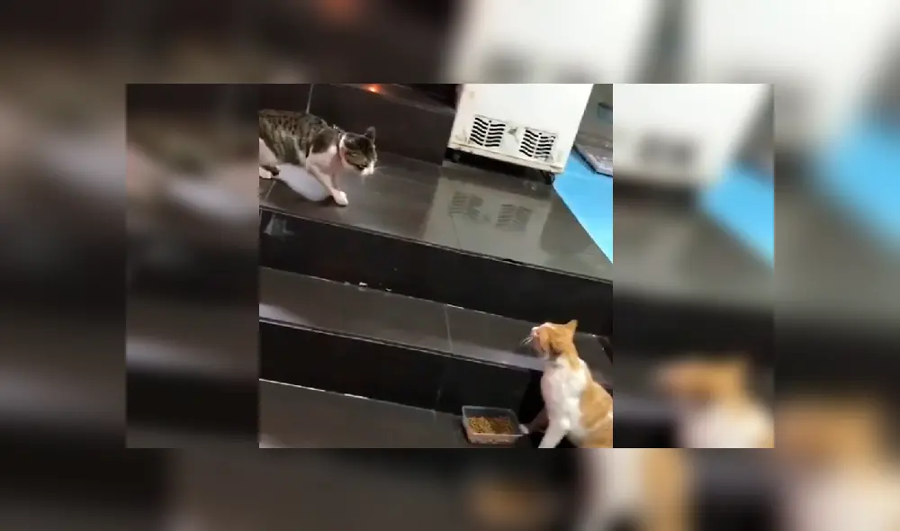 El can observó que la felina estaba en peligro y no dudó en intervenir para protegerla. Video es viral en YouTube.
