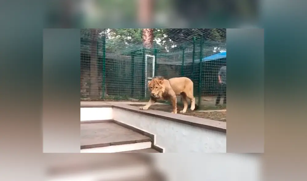 Desliza hacia la izquierda para ver la reacción que tuvo un león al reencontrarse con la persona que lo cuidó de bebé, hecho que se hizo viral en YouTube.