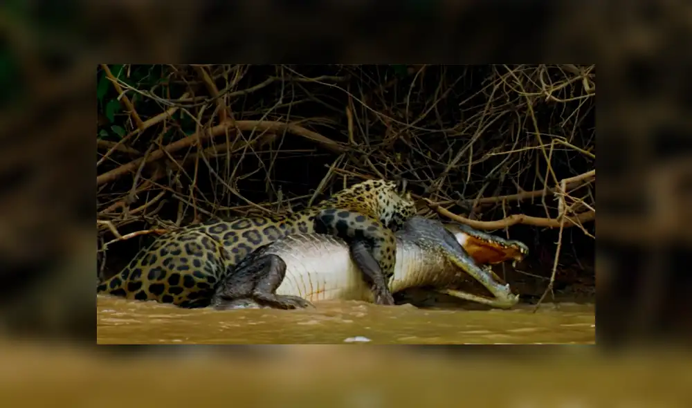 YouTube viral: Jaguar se pelea con gigantesco cocodrilo en lago y desenlace es trágico [VIDEO] 