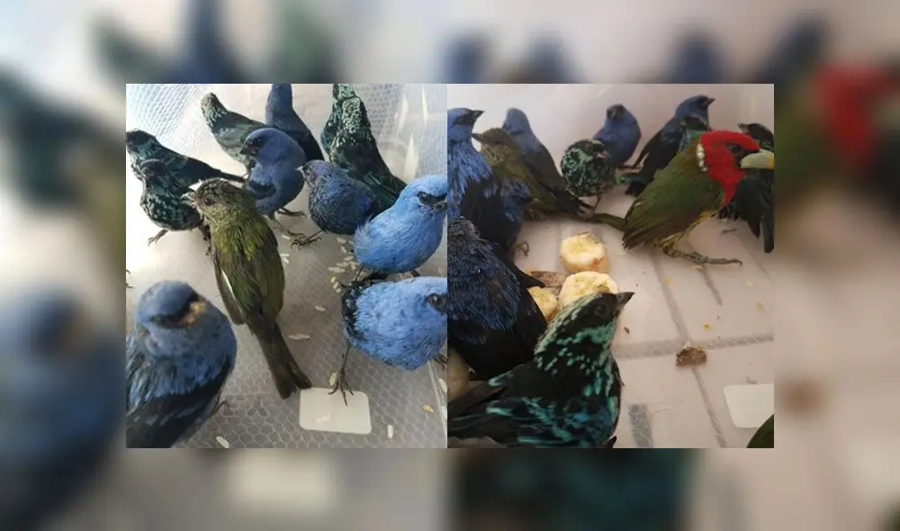 Las tangaras son aves muy sensibles y delicadas, caracterizadas por sus colores llamativos, motivo por el cual son muy solicitadas por traficantes y coleccionistas. (Foto: Serfor) Las tangaras son aves muy sensibles y delicadas, caracterizadas por sus colores llamativos, motivo por el cual son muy solicitadas por traficantes y coleccionistas. (Foto: Serfor)