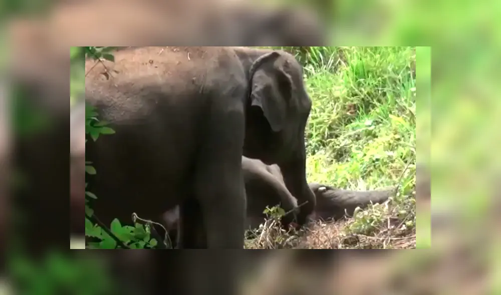 La impactante escena fue registrada en una conmovedora grabación que ha dado la vuelta al mundo La impactante escena fue registrada en una conmovedora grabación que ha dado la vuelta al mundo