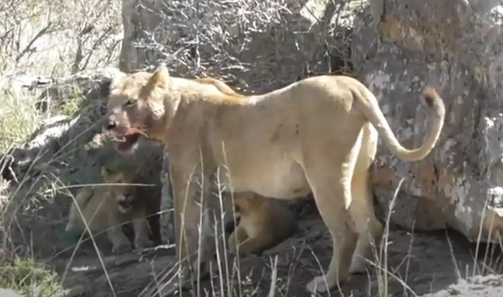Desliza hacia la izquierda para ver las imágenes del video viral. Foto: captura de YouTube.