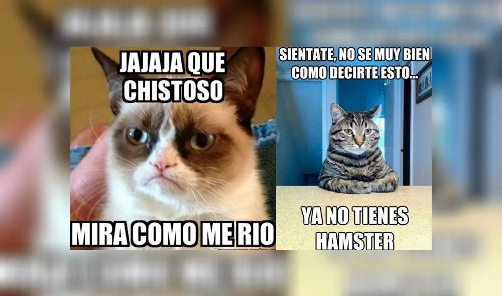 Día Internacional del Gato: usuarios compartieron sus más creativos memes Día Internacional del Gato: usuarios compartieron sus más creativos memes