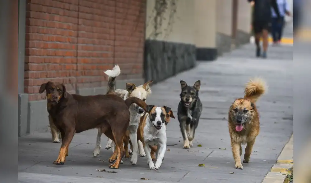 Arequipa: Detectan dos nuevos casos de rabia canina