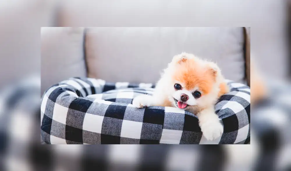 Instagram: murió Boo, el perro más lindo del mundo, que será recordado por estas tiernas fotos