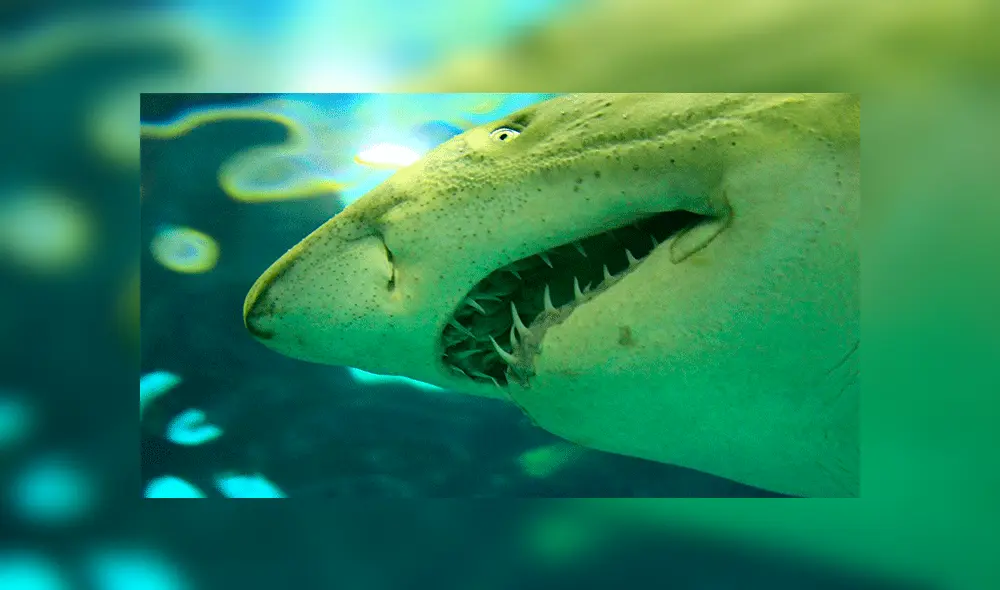 En YouTube, video fue tendencia. Buceador colocó una cámara acuática en el fondo del mar y registró el momento en que un pez engulló entero a un escualo.