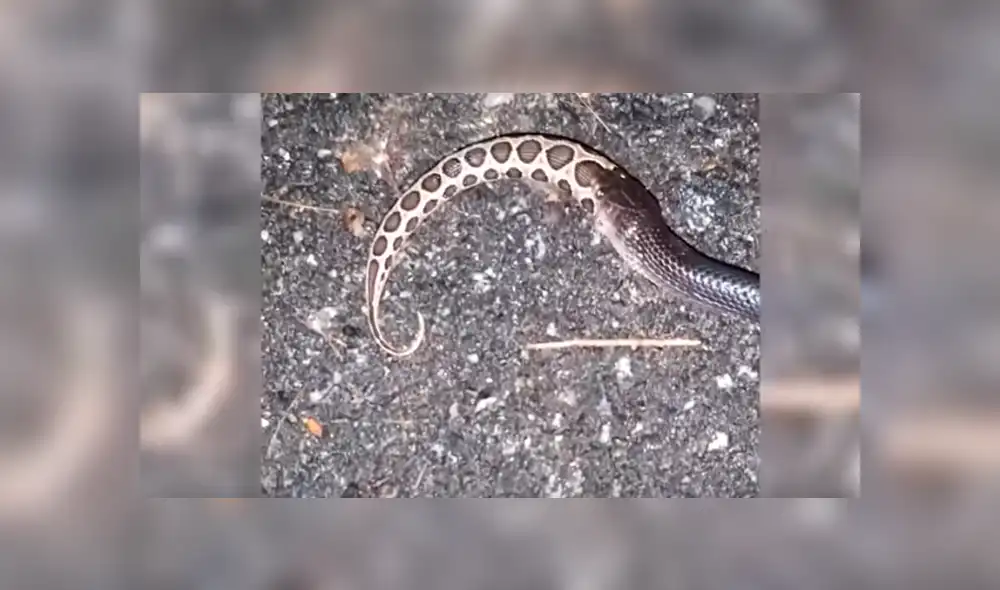 Desliza hacia la izquierda para ver el momento en que el hambriento reptil abre sus mandíbulas para devorar a otro de su misma especie. Escena es viral en YouTube.