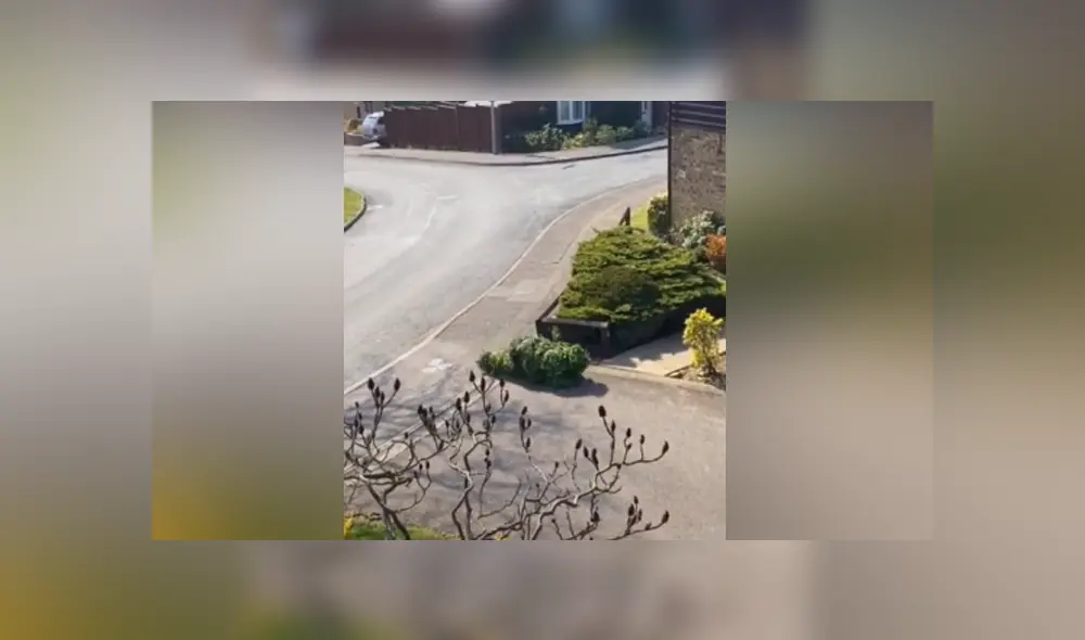 A través de TIkTok se hizo viral el momento en que un hombre sale a la calle disfrazado de arbusto en la cuarentena.