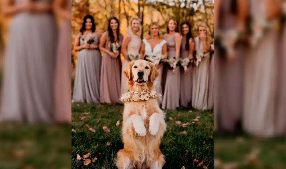 Gabby se robó el protagonismo de la boda de sus dueños. Foto: gabsthegolden / Facebook Gabby se robó el protagonismo de la boda de sus dueños. Foto: gabsthegolden / Facebook