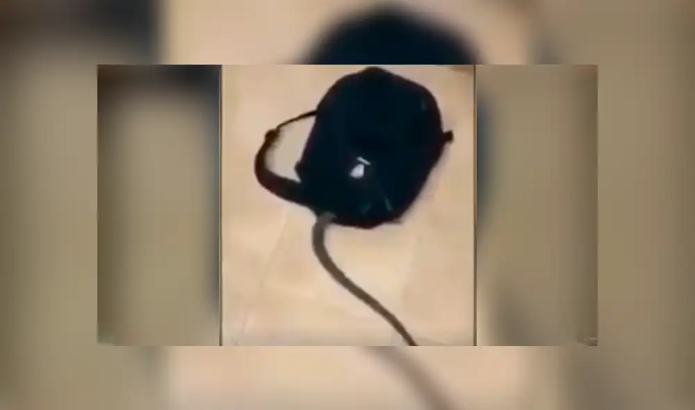 Facebook viral: graban a enorme criatura venenosa ingresando a la mochila de estudiante [VIDEO]