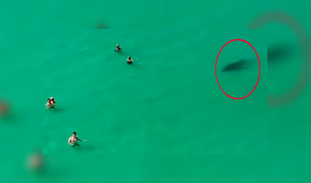 YouTube viral: Enorme criatura emerge del mar y bañistas no se dan cuenta del peligro [VIDEO] 