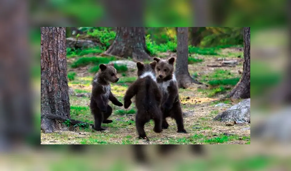 Vía Facebook. Los tiernos osos formaron una ronda y comenzaron a jugar como si fueran unos niños. Vía Facebook. Los tiernos osos formaron una ronda y comenzaron a jugar como si fueran unos niños.