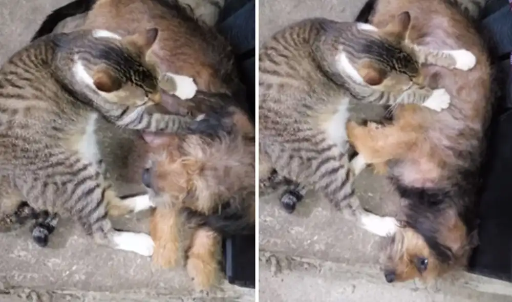 Desliza las imágenes para ver más detalles sobre la gran 'amistad' que existe entre una gata y una perrita. Foto: captura de YouTube